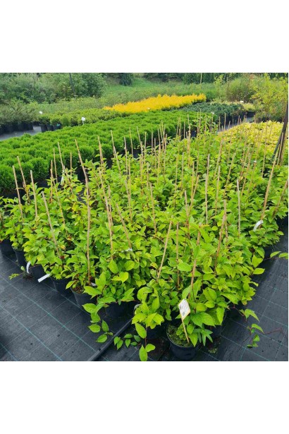 Лимонник китайский / Шизандра  - 3л/вис.40-60см/Ø20-30см